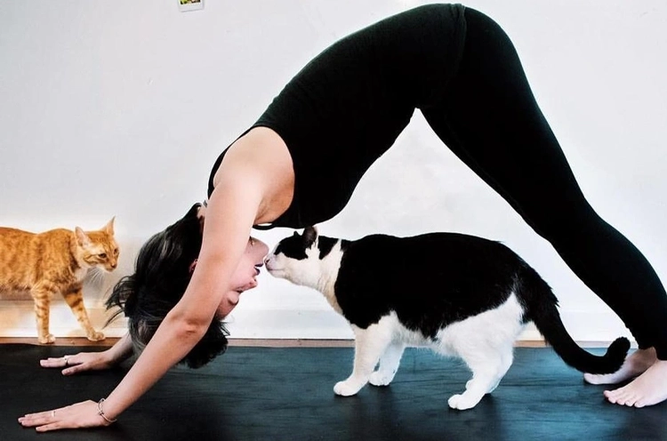 Kedi Yogası